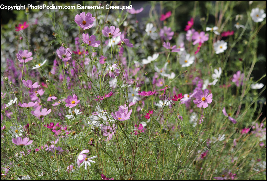Cosmos, Blossom, Flora, Flower, Geranium, Plant, Aster