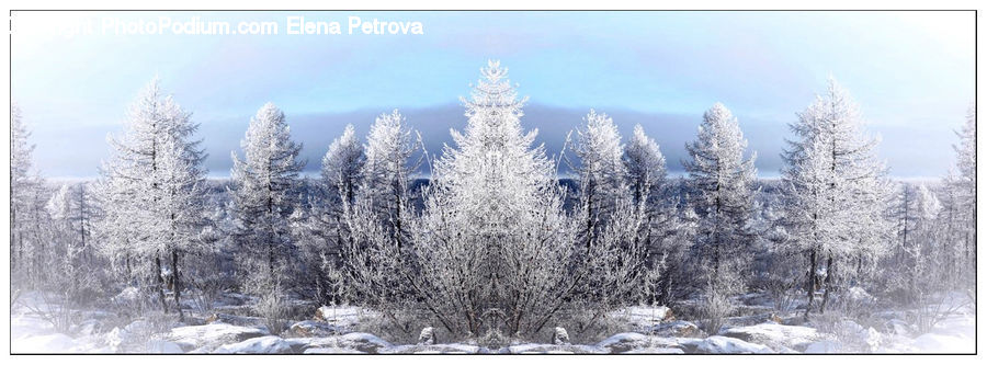 Conifer, Fir, Pine, Spruce, Wood, Ice, Outdoors
