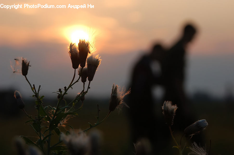 Plant, Potted Plant, Flare, Light, Sunlight, Fireworks, Night