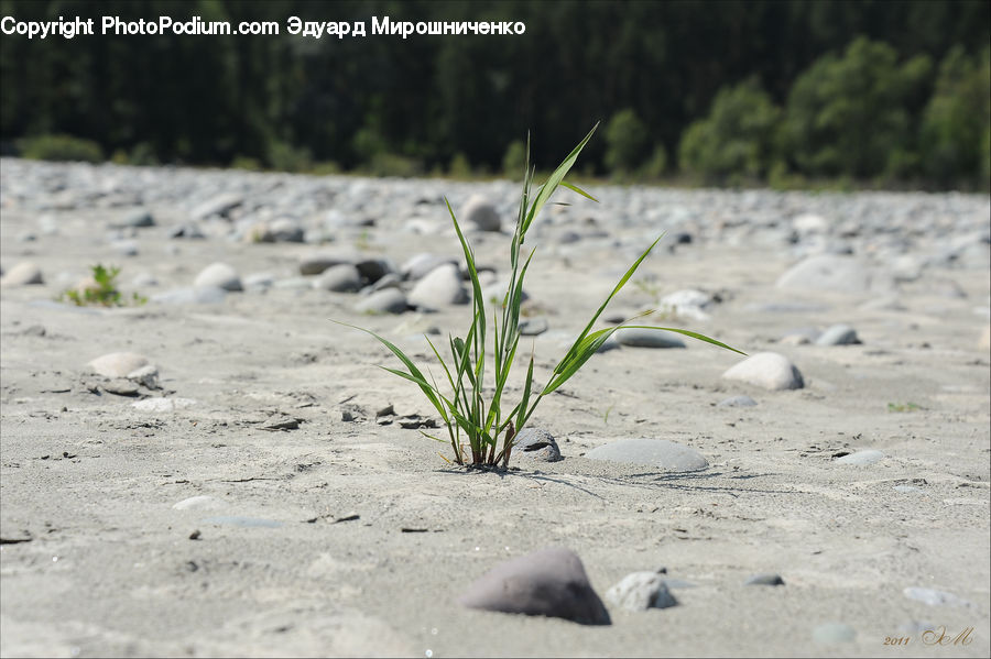 Outdoors, Sand, Soil, Ground, Arenaria, Plant, Vegetation
