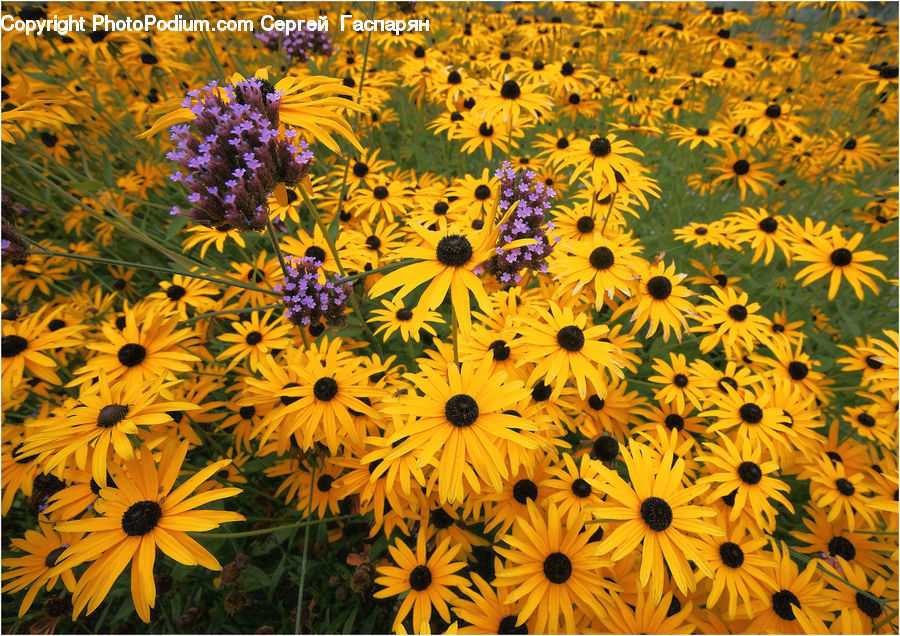 Blossom, Flora, Flower, Plant, Sunflower, Aster, Asteraceae