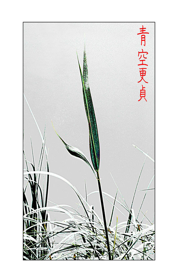 Field, Grass, Grassland, Plant, Flower Arrangement, Ikebana, Potted Plant