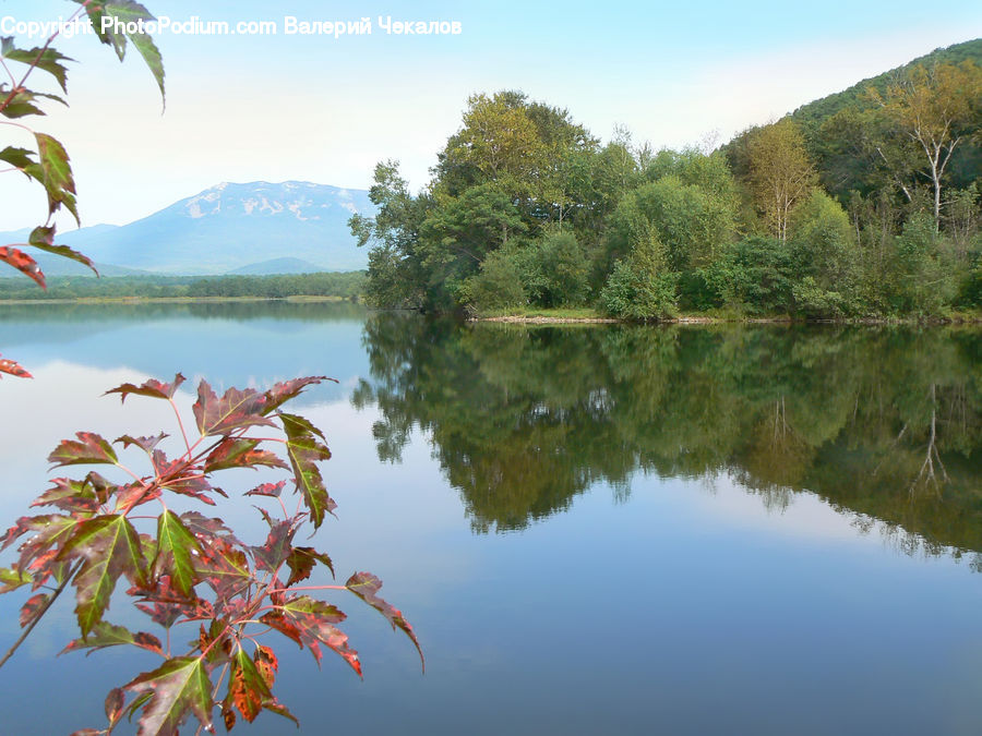 Lake, Outdoors, Water, Bush, Plant, Vegetation, Landscape