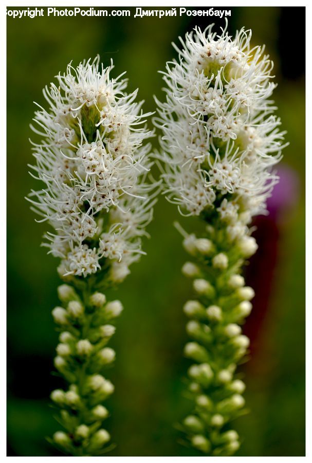 Blossom, Flora, Flower, Plant, Lupin, Conifer, Fir