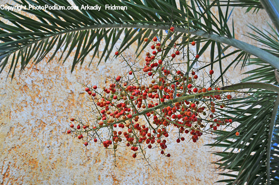 Conifer, Fir, Plant, Tree, Blossom, Flora, Flower