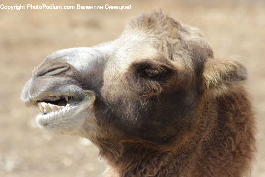 Animal, Camel, Mammal