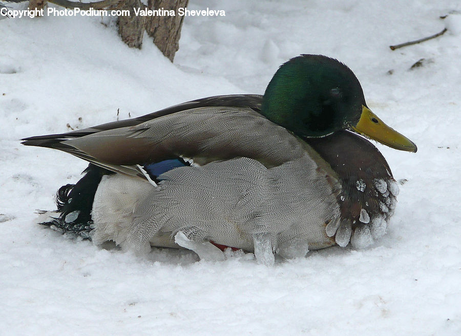 Bird, Duck, Mallard, Waterfowl, Teal