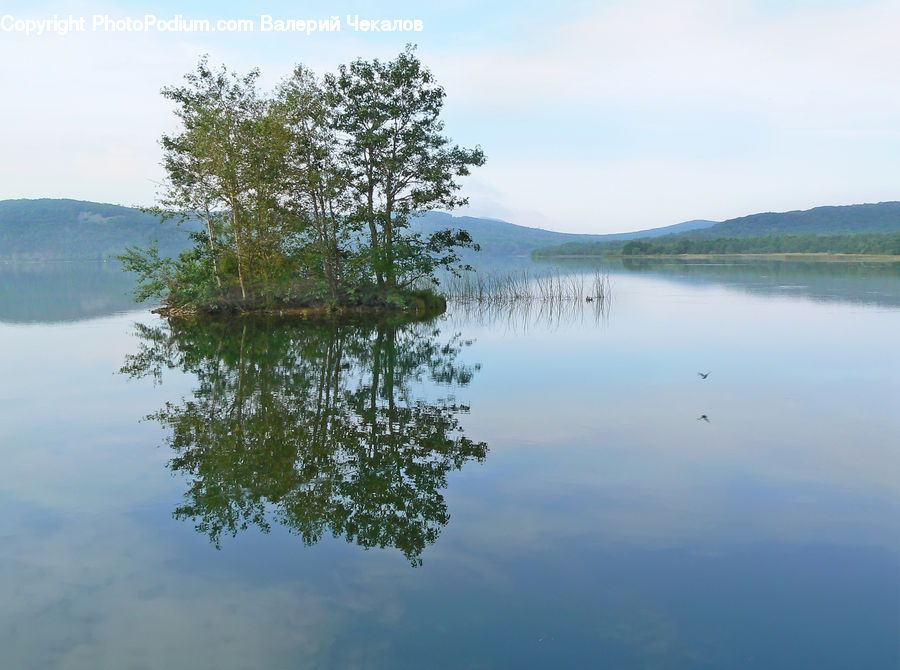 Coast, Island, Land, Sea, Marsh, Pond, Swamp
