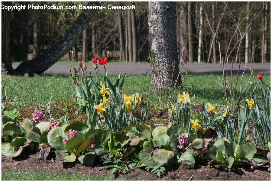 Blossom, Flora, Flower, Plant, Tulip, Daffodil, Cactus