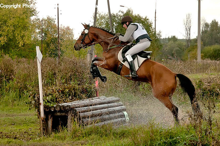 People, Person, Human, Animal, Equestrian, Horse, Mammal
