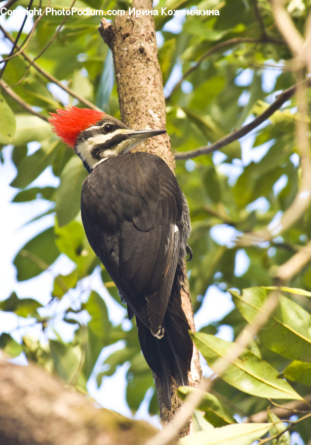 Bird, Flicker Bird, Woodpecker, Head, Portrait