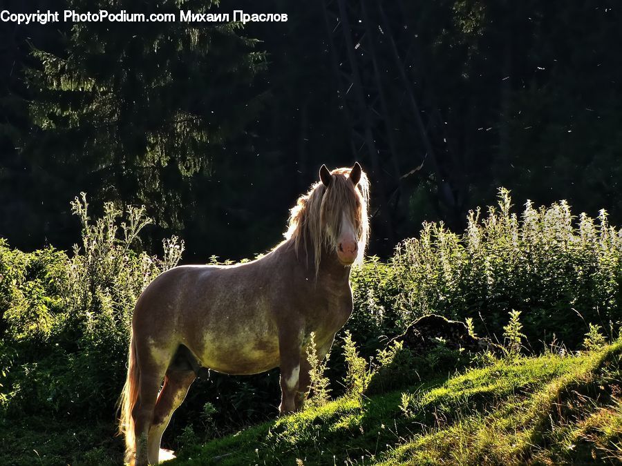 Animal, Horse, Mammal, Bush, Plant, Vegetation, Blossom