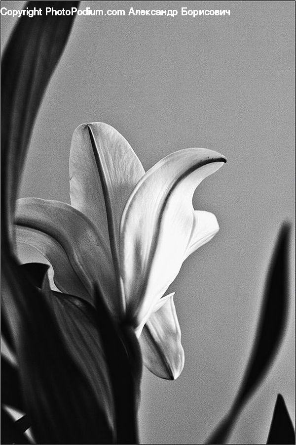 Amaryllis, Flower, Plant, Flora, Gladiolus, Blossom, Petal
