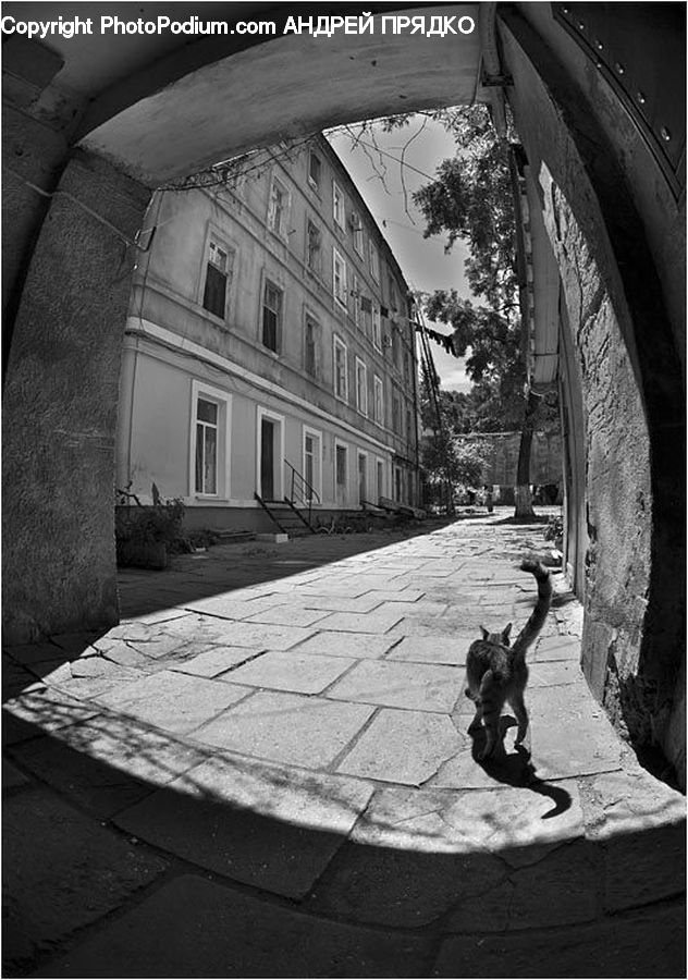 Arch