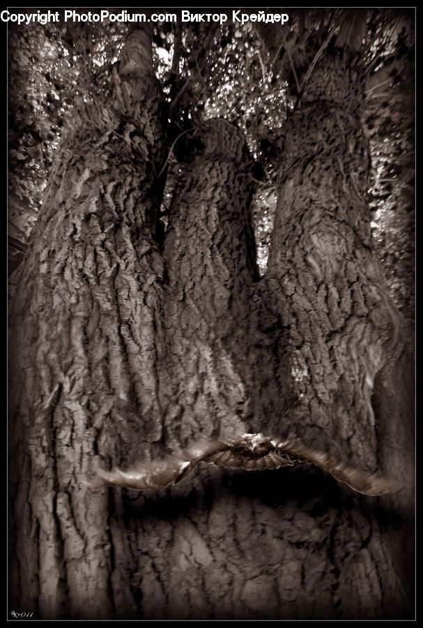 Oak, Tree, Wood, Tree Trunk, Plant, Rock