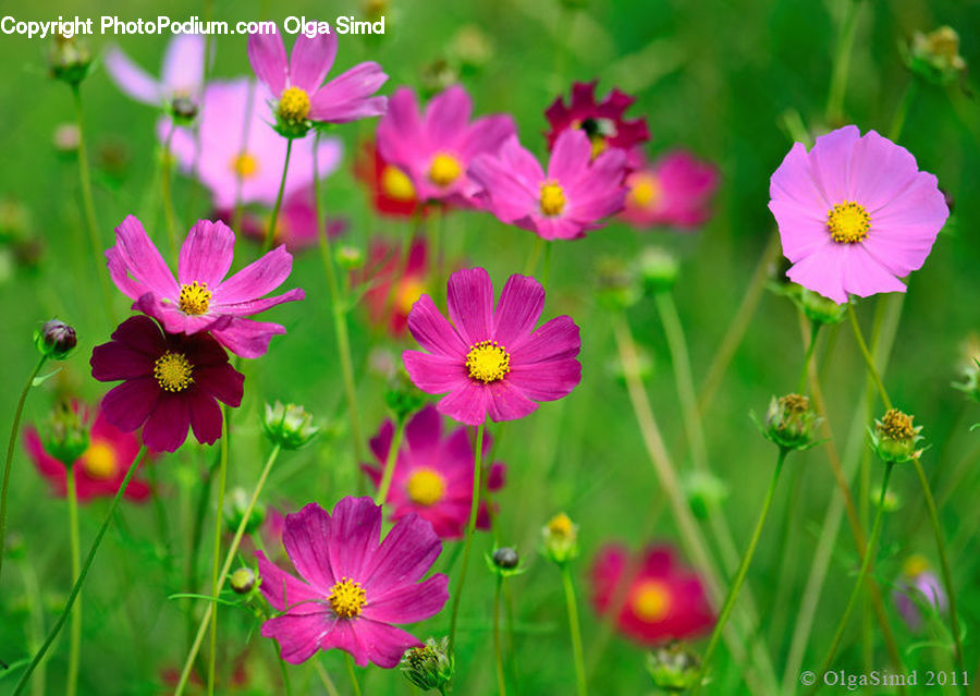 Cosmos, Blossom, Flora, Flower, Plant, Petal, Daisies
