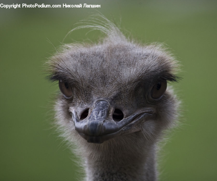 Bird, Ostrich