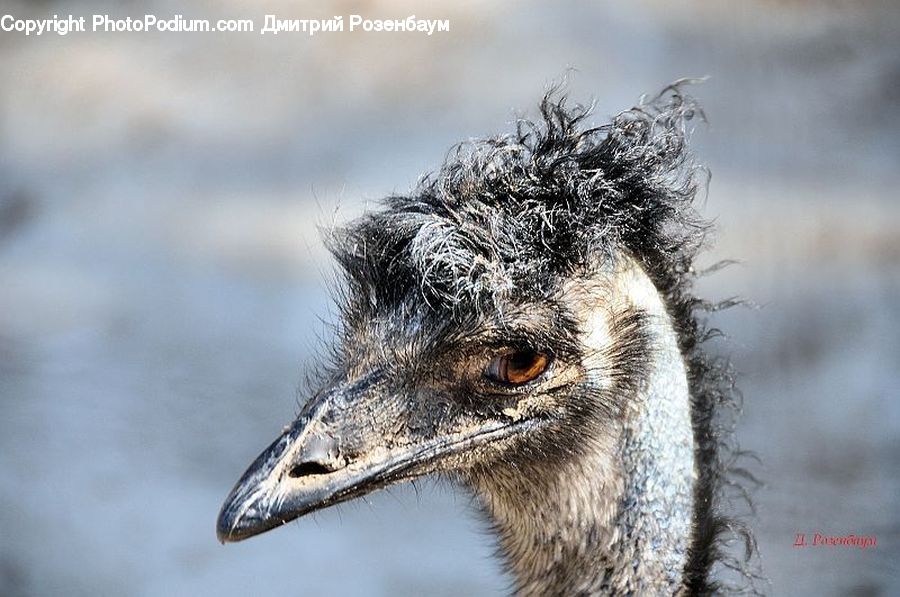 Beak, Bird, Emu, Ostrich