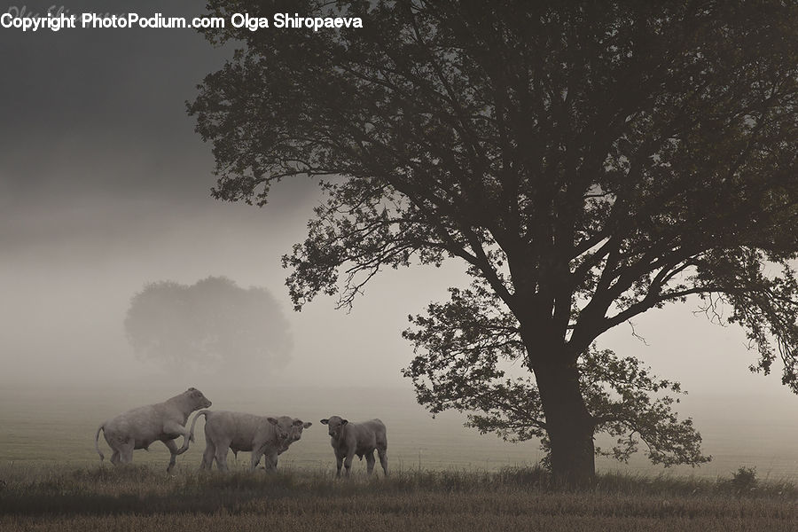 Oak, Tree, Wood, Plant, Animal, Cattle, Cow