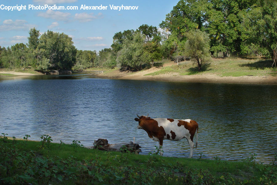 Animal, Cattle, Cow, Dairy Cow, Mammal, Angus, Bull