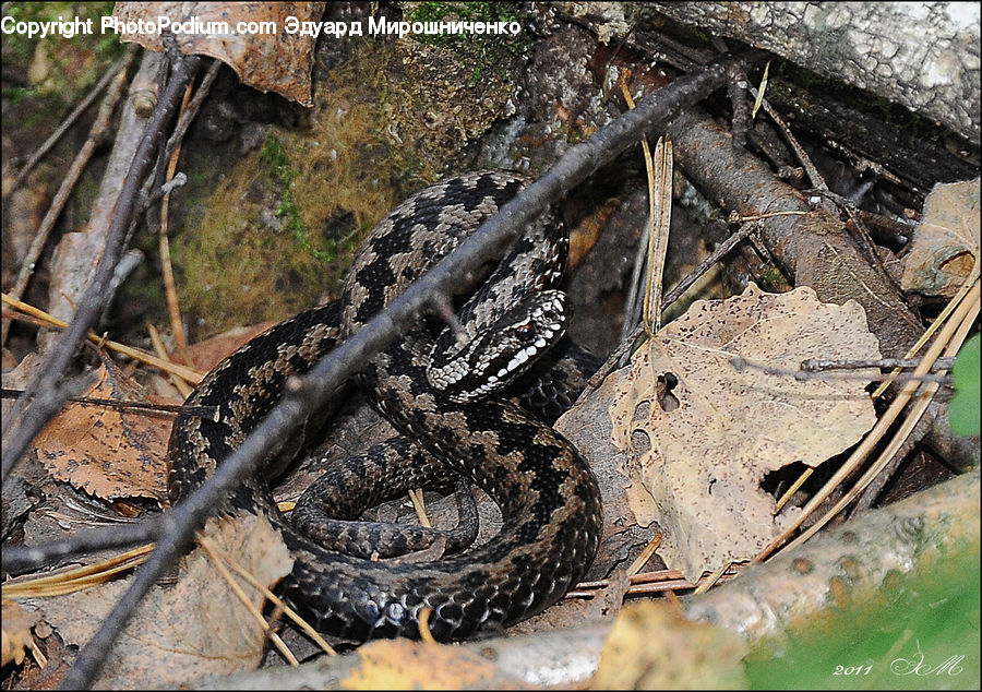 Reptile, Snake, Rock