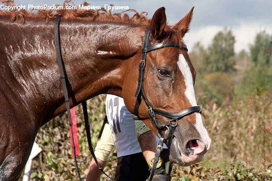 Animal, Colt Horse, Foal, Horse, Mammal