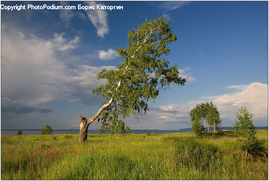 Field, Grass, Grassland, Land, Outdoors, Savanna, Plant