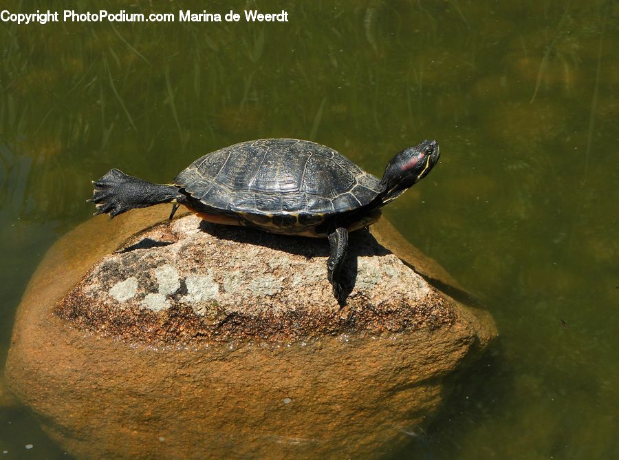 Reptile, Sea Life, Tortoise, Turtle, Box Turtle, Alligator, Crocodile