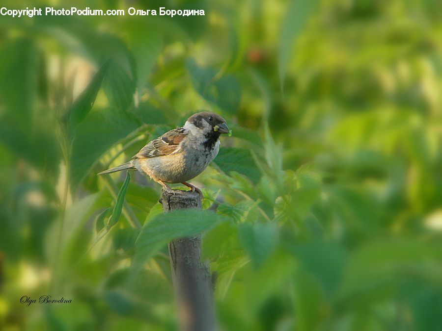 Bird, Sparrow, Finch, Blue Jay, Bluebird, Jay, Field