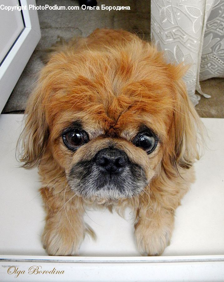Animal, Canine, Cocker Spaniel, Dog, Mammal, Pet, Spaniel