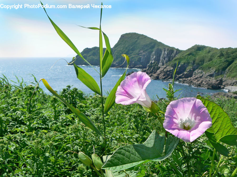Blossom, Flora, Flower, Geranium, Plant, Cosmos, Tulip