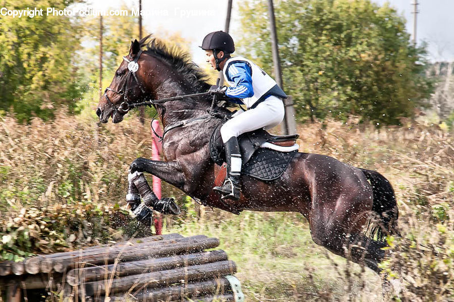 People, Person, Human, Animal, Equestrian, Horse, Motor