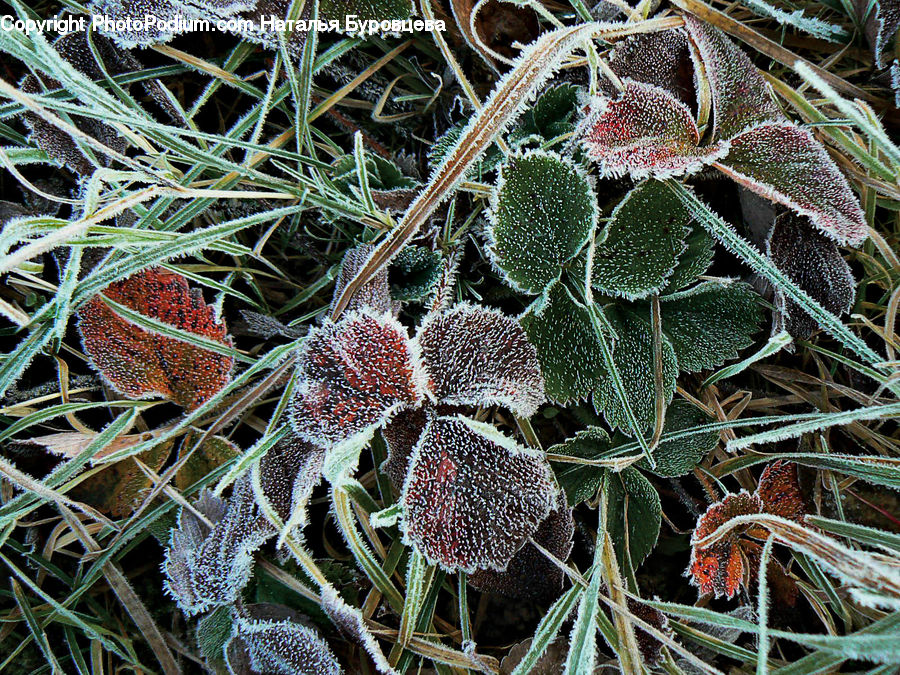 Frost, Ice, Outdoors, Snow, Blossom, Flora, Flower