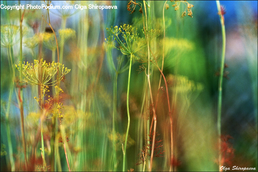 Dill, Plant, Field, Grass, Grassland, Moss, Blossom