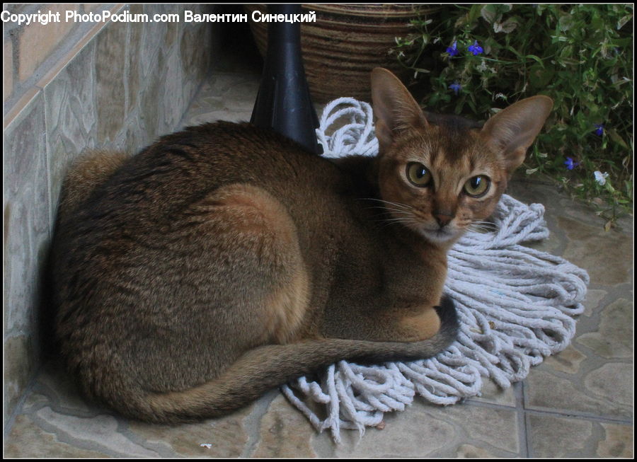 Abyssinian, Animal, Cat, Mammal, Pet, Kitten, Zoo