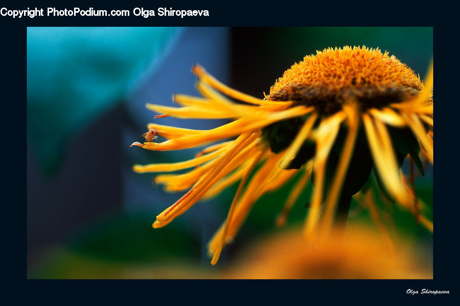 Aster, Blossom, Flower, Plant, Bee, Insect, Invertebrate