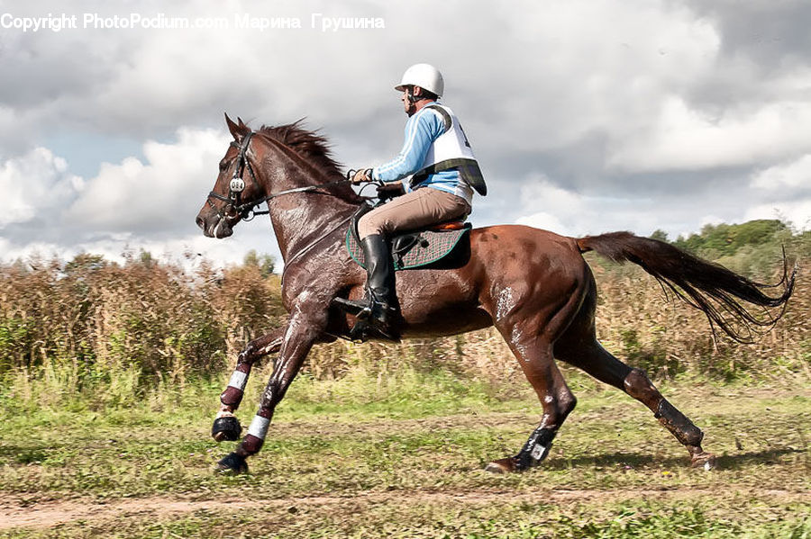 People, Person, Human, Animal, Horse, Mammal, Equestrian