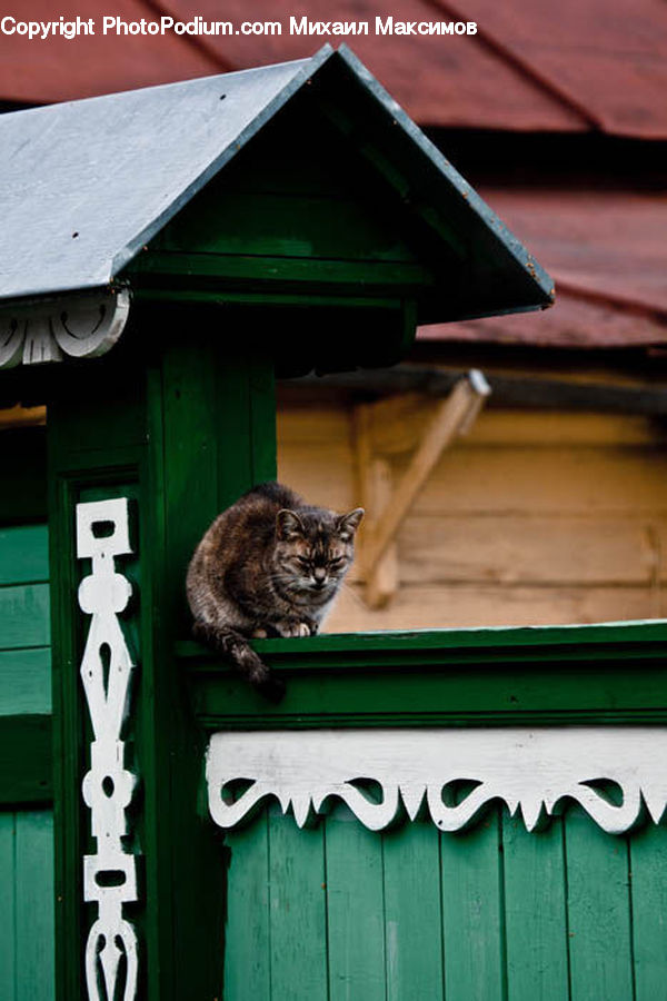 Bird Feeder, Animal, Cat, Mammal, Pet, Triangle, Bird