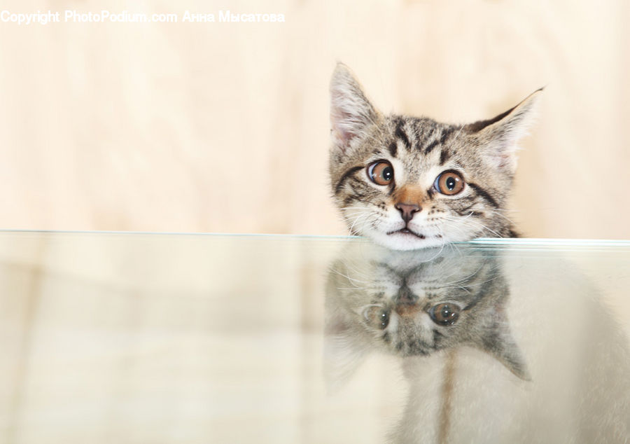 Animal, Cat, Kitten, Mammal, Pet, Abyssinian, Manx