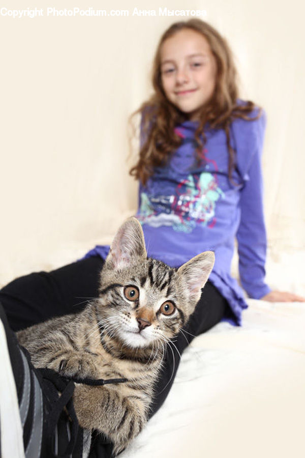 Abyssinian, Animal, Cat, Mammal, Pet, Blanket, Home Decor