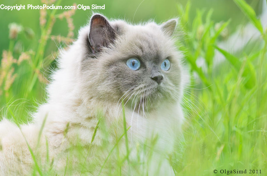 Animal, Cat, Kitten, Mammal, Pet, Siamese, Adorable