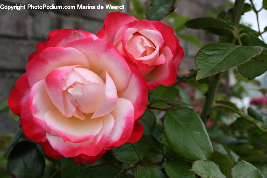 Blossom, Flower, Plant, Rose, Flora, Flower Arrangement, Flower Bouquet