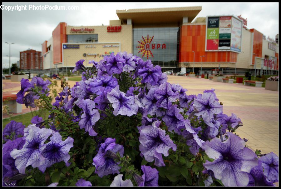 Blossom, Flora, Flower, Geranium, Plant, Iris, Violet