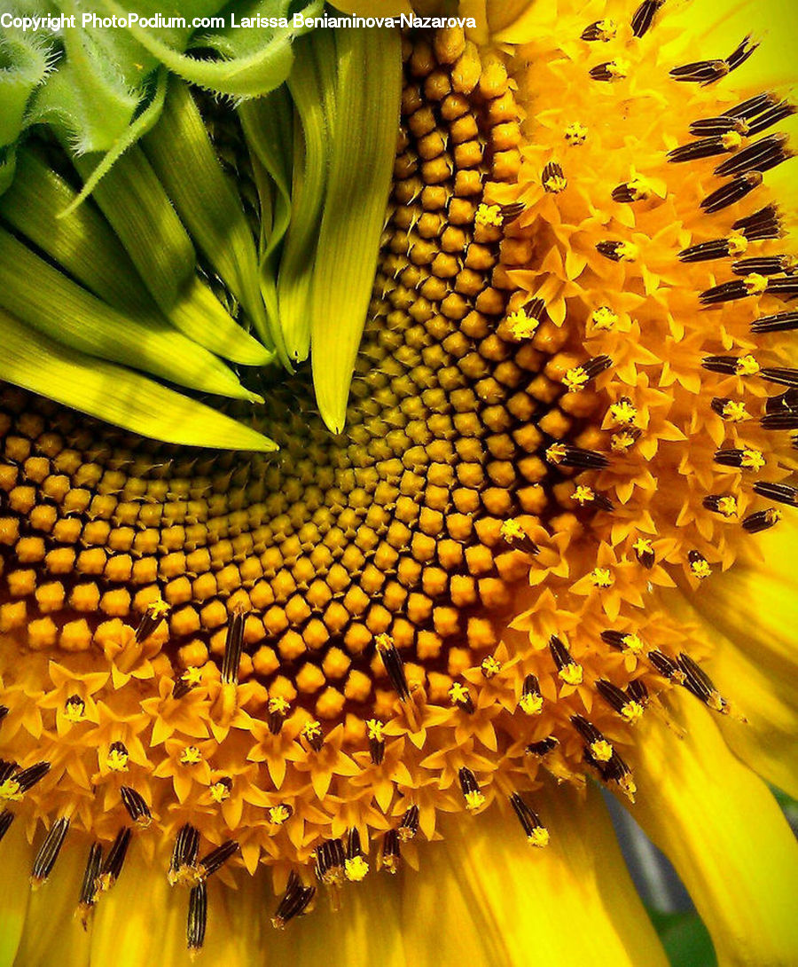 Blossom, Flora, Flower, Plant, Sunflower, Produce, Vegetable