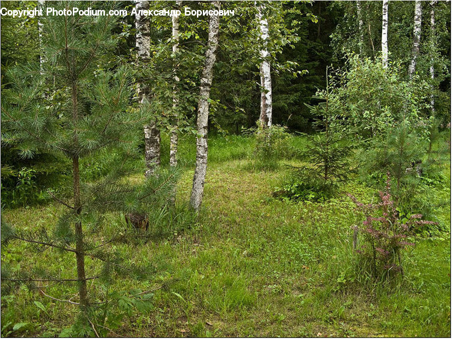 Birch, Tree, Wood, Forest, Vegetation, Conifer, Fir