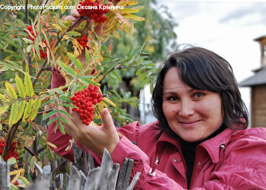 People, Person, Human, Plant, Potted Plant, Fruit, Raspberry