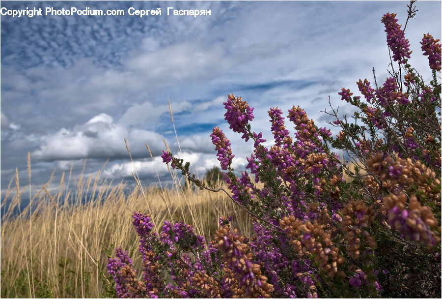 Lavender, Plant, Blossom, Flora, Flower, Bush, Vegetation