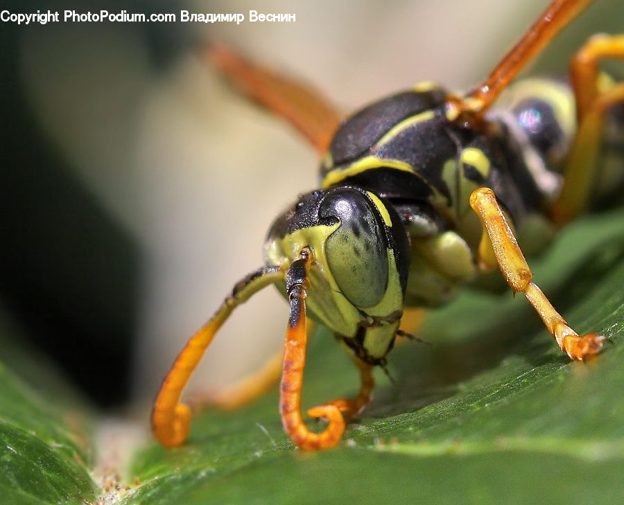 Bee, Hornet, Insect, Invertebrate, Wasp, Cricket Insect, Grasshopper