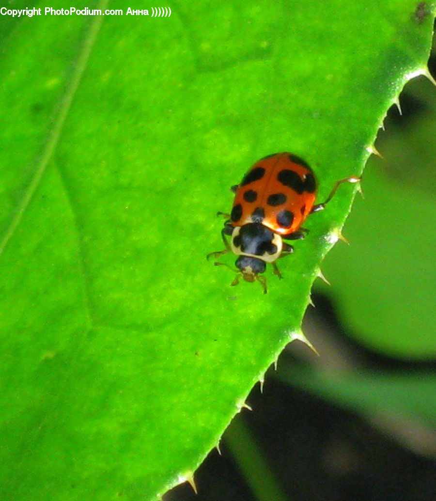 Bee, Hornet, Insect, Invertebrate, Wasp, Aphid, Andrena