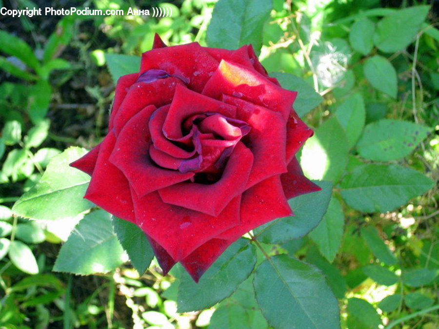 Blossom, Flower, Plant, Rose, Flora, Flower Arrangement, Flower Bouquet